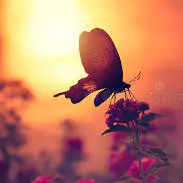 butterfly dp for whatsapp